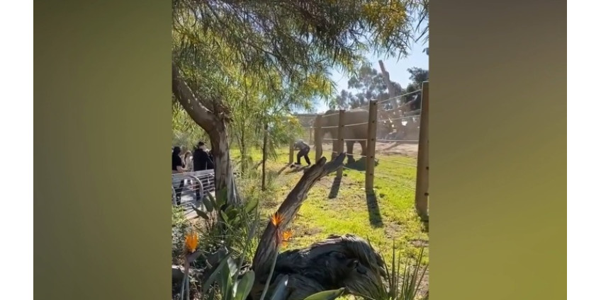 Житель Сан-Диего с маленькой дочкой на руках залез в вольер к слону 