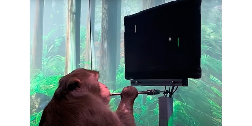 Компания Neuralink показала ВИДЕО с обезьяной, играющей в Pong силой мысли