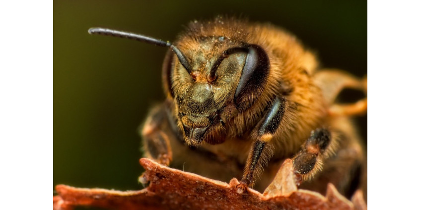 На пожарного из Финикса и туриста напал рой пчел на горе Camelback