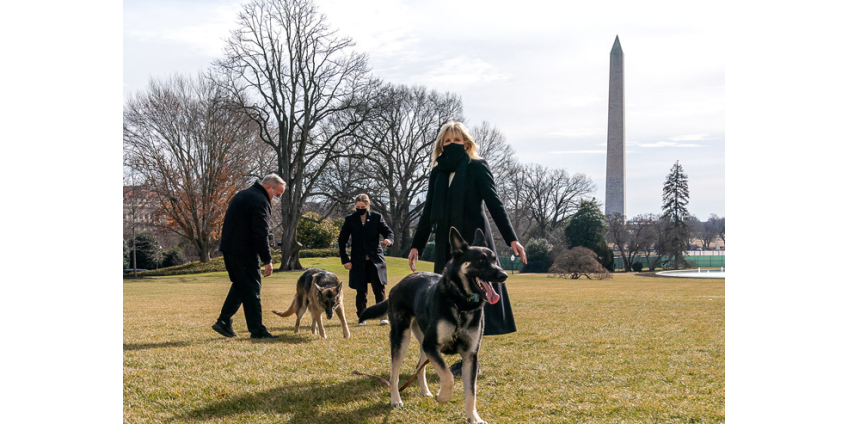 Джо Байден и его жена Джилл планируют завести кошку в Белом доме
