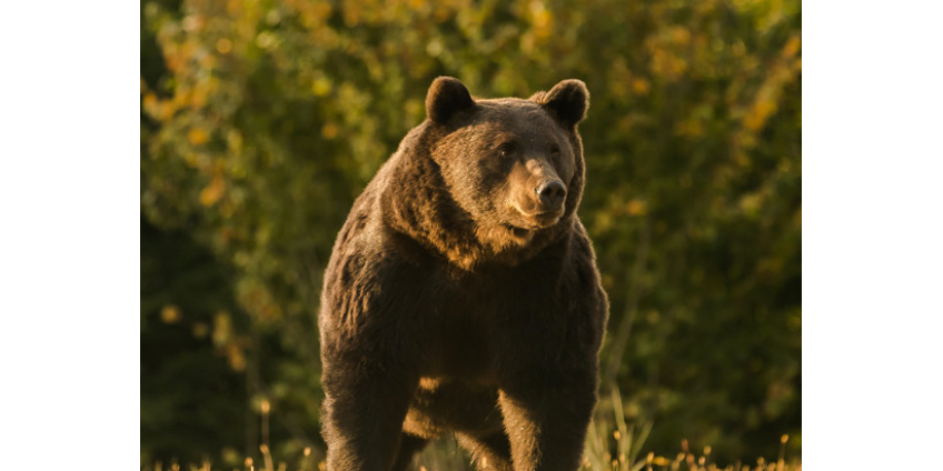 Экологи обвинили принца Лихтенштейна в намеренном убийстве самого крупного медведя в Европе