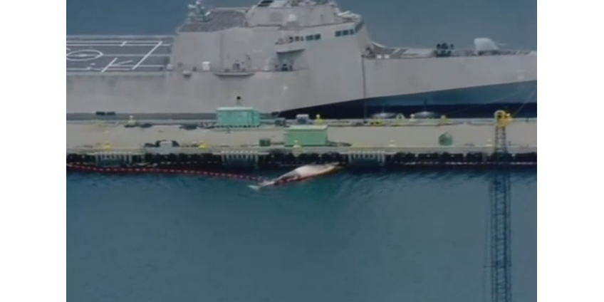 Из-за маневров эсминца в порту Сан-Диего погибли два кита редкого вида Из-за маневров эсминца в порту Сан-Диего погибли два кита редкого вида