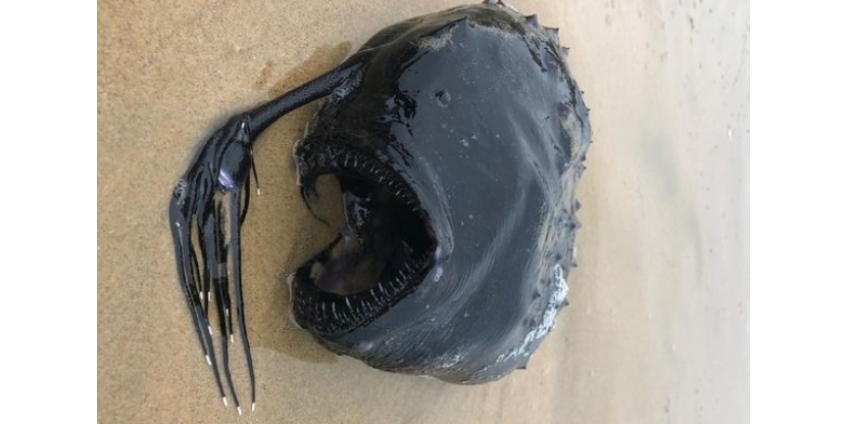 В музей естественной истории Лос-Анджелеса передадут необычную рыбу В музей естественной истории Лос-Анджелеса передадут необычную рыбу