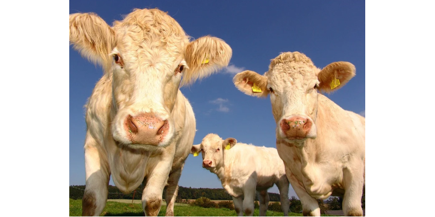 Из-за ферм ежегодно умирает 18 тысяч американцев