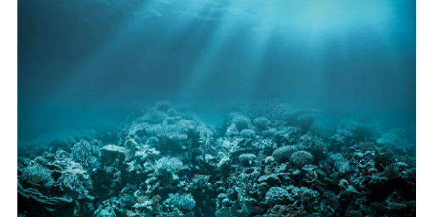 Ученые раскрыли тайну гигантских "зон смерти"