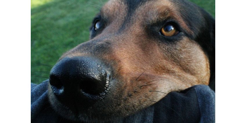 Финикс занял 14-е место по количеству нападений собак на почтовых перевозчиков