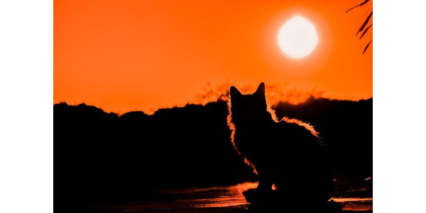 В Лос-Анджелесе курьер Uber Eats присвоила себе чужую кошку