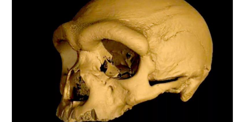 В Китае нашли череп, принадлежащий новому виду Homo