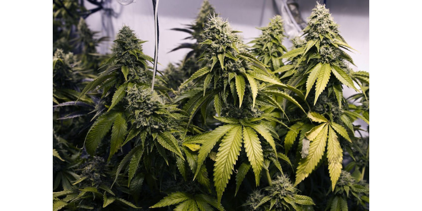 Марихуана на миллиард: в Лос-Анджелесе конфисковали крупную партию наркотика