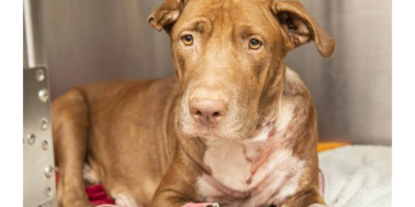 В Финиксе за жестокое обращение с животными была арестована женщина 