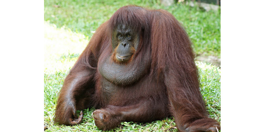 У орангутанов обнаружили способность пользоваться инструментами