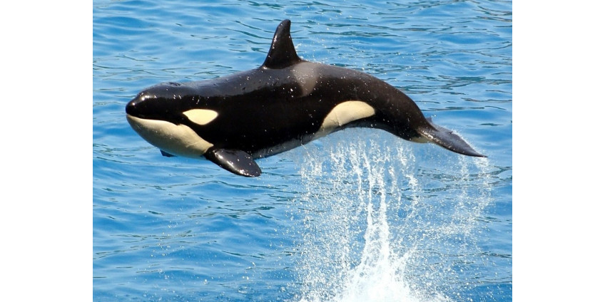 В SeaWorld San Diego умерла любимица публики – 6-летняя косатка