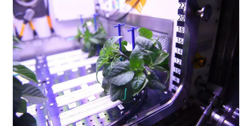 На МКС зацвел первый космический перец