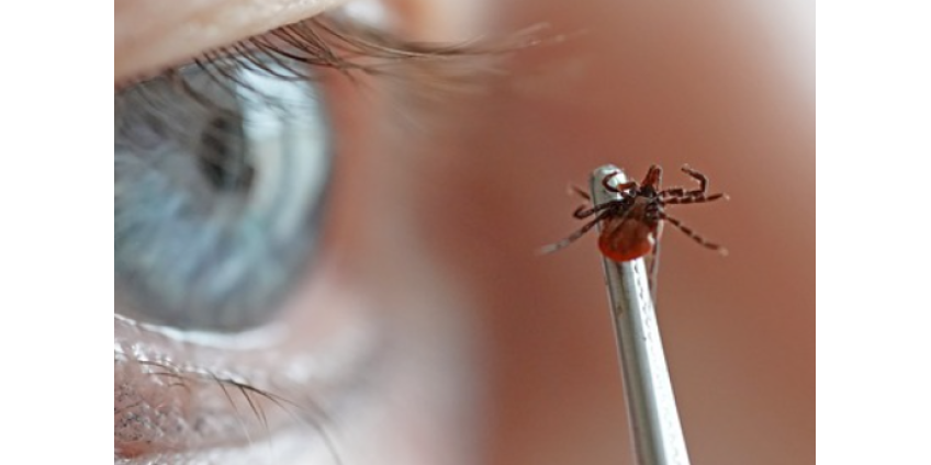 Россиян предупредили о пике активности клещей