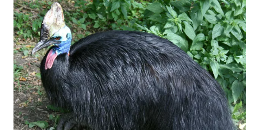 Ученые выяснили, какую птицу человек одомашнил раньше других