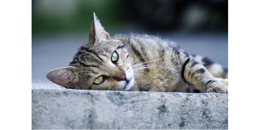 Волонтеры занялись отловом диких кошек в Финиксе