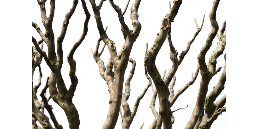 По словам местных жителей, следов разрушений, оставленных сильным ветром в понедельник на юге Лос-Анджелеса, можно было избежать