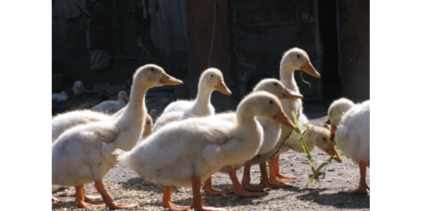 Италия сообщила о вспышке высокопатогенного птичьего гриппа