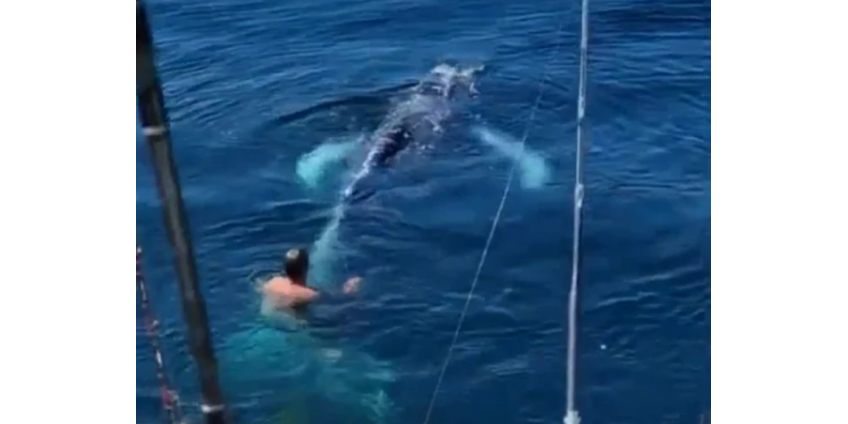 В Сан-Диего мужчина спас запутавшегося в сетях кита