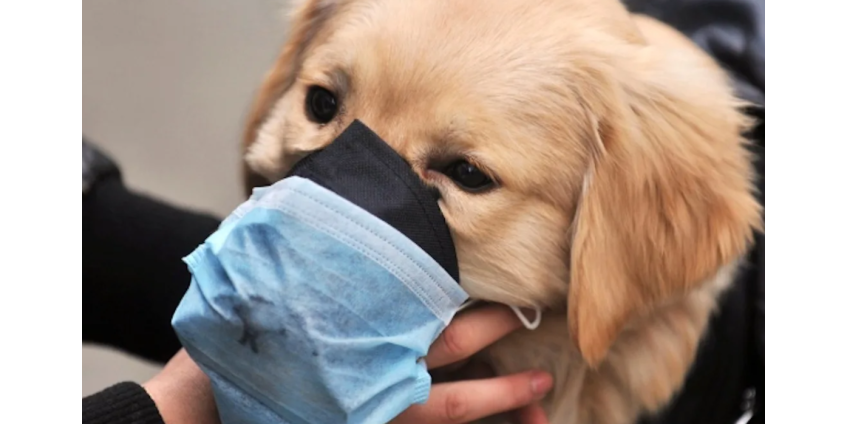 В Лос-Анджелесе зарегистрирована вспышка собачьего гриппа