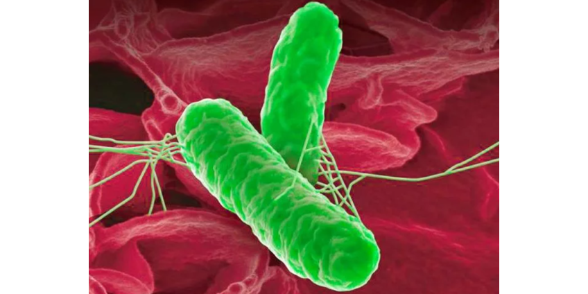 В Сан-Диего были зафиксированы новые случаи заболевания шигеллой