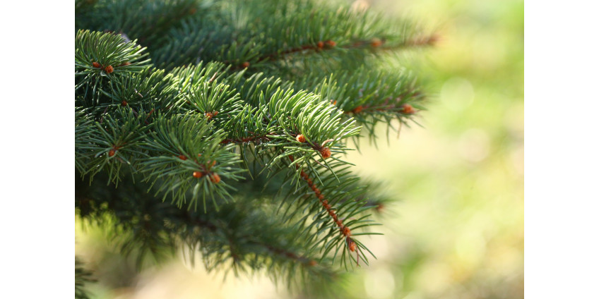 В Нью-Йорк доставили главную рождественскую ель
