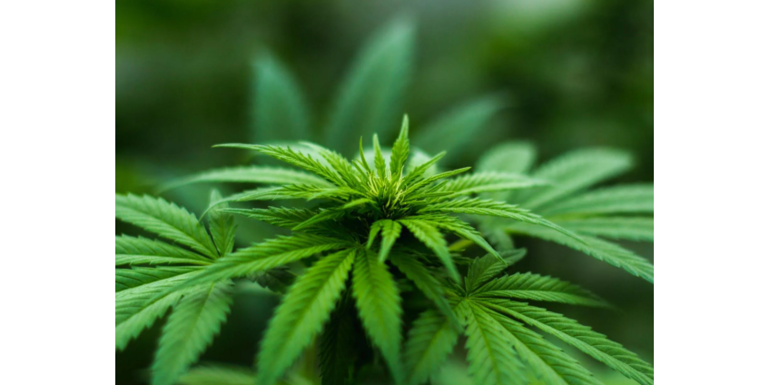 В Орегоне полицейские нашли на складах 230 тонн нелегальной марихуаны