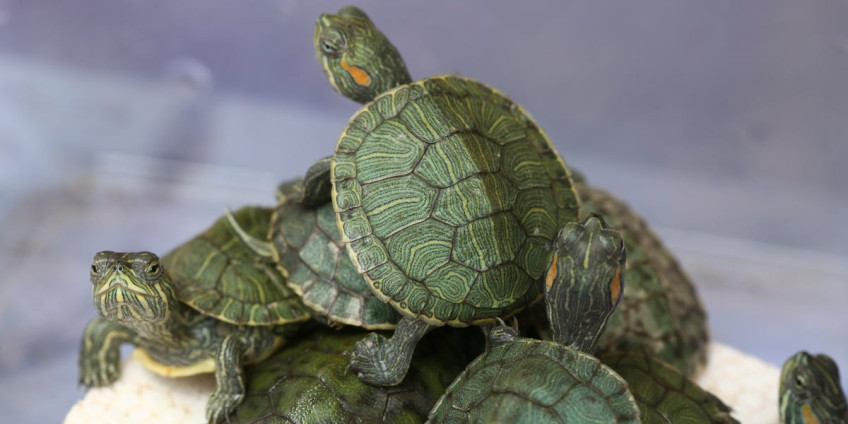 В Лас-Вегасе спасены 80 черепах, теперь для них ищут дома