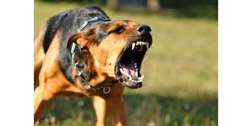 В округе Лос-Анджелес женщина была убита собаками