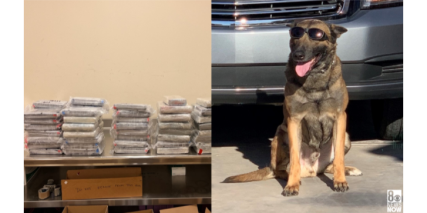 Полицейская собака из Лас-Вегаса нашла кокаин на 10,5 миллионов долларов