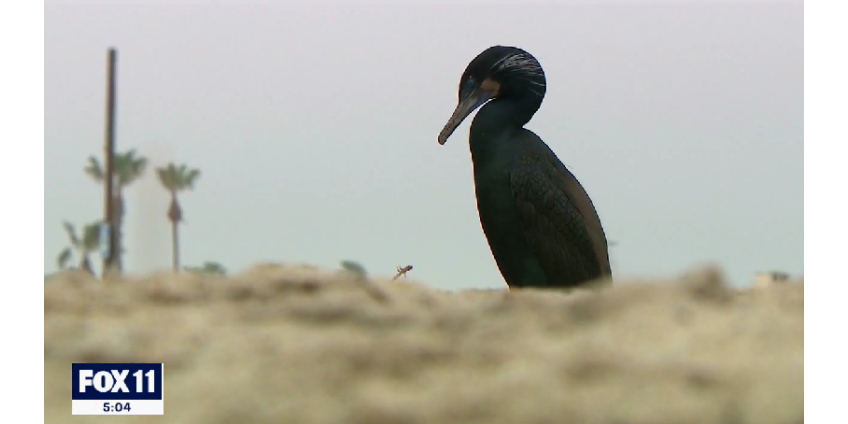 К берегам Южной Калифорнии прибивает мертвых и умирающих птиц