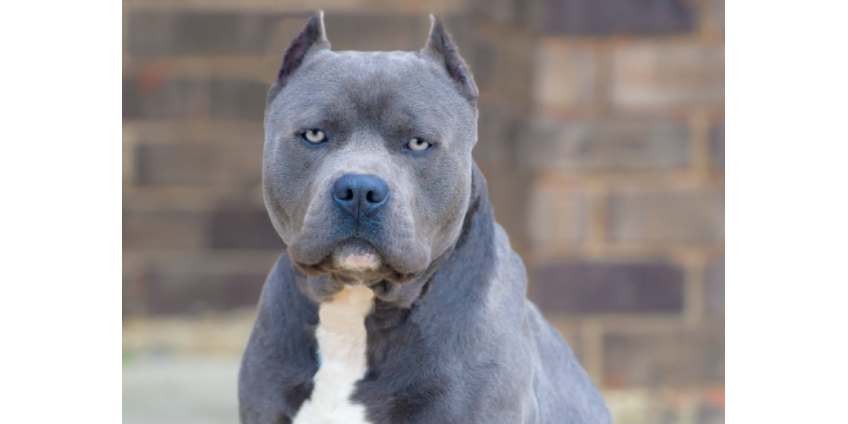 В Пико-Ривера ребенок подвергся нападению собак