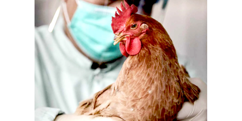Убивает миллионами. Чем опасна вспышка птичьего гриппа