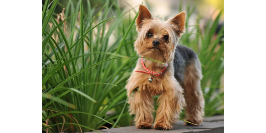 Украденная собака нашлась через 11 лет и вернулась к хозяевам