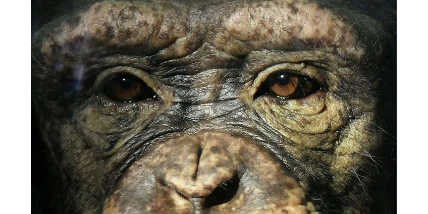 У двух человек в Британии нашли оспу обезьян