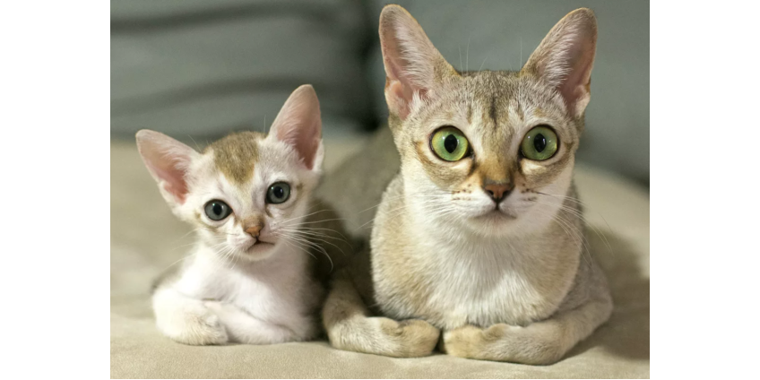 В Лас-Вегасе открылось новое Cat Café & Lounge