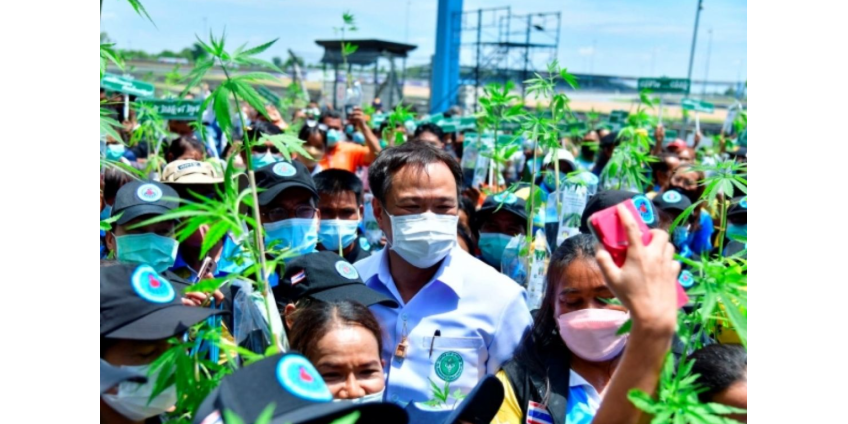 Таиландцы бросились массово выращивать коноплю