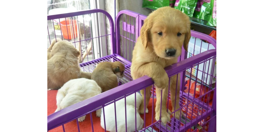  В округе Кларк обсуждается запрет продаж животных в зоомагазинах