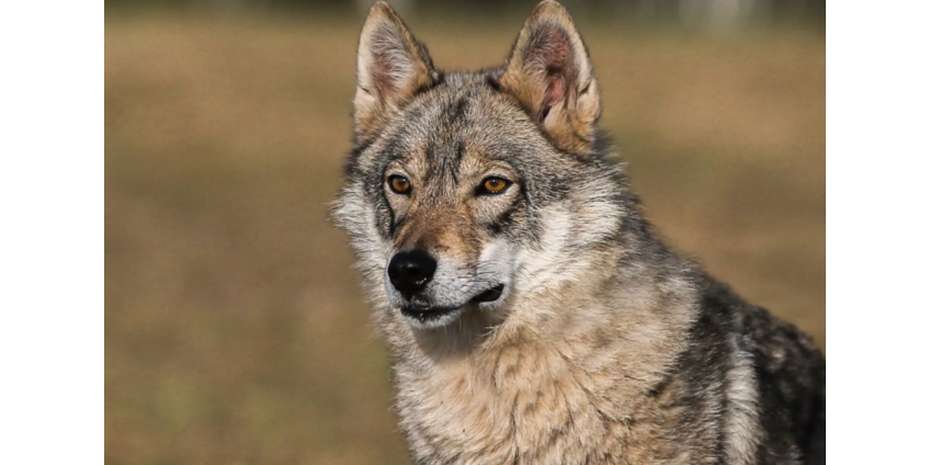 В Финиксе женщина подверглась нападению гибрида волка