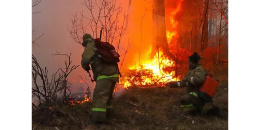В двух регионах России из-за лесных пожаров ввели режим ЧС федерального уровня