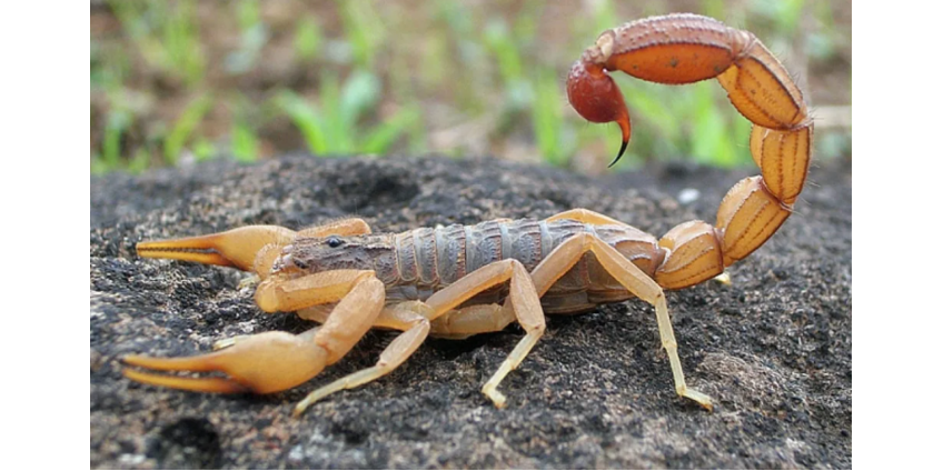 В Аризоне активизировались скорпионы