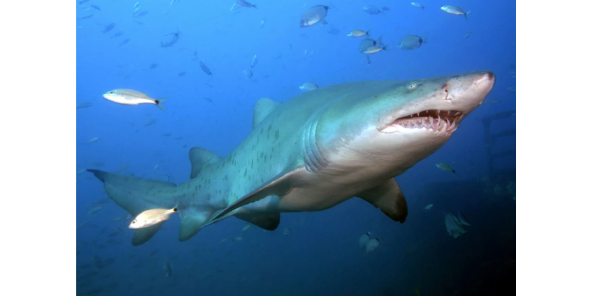 16-летний подросток подрался с акулой и победил
