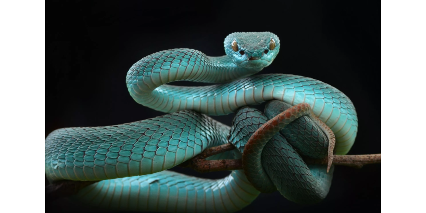 Жительница Вирджинии обнаружила змею в упаковке попкорна в супермаркете