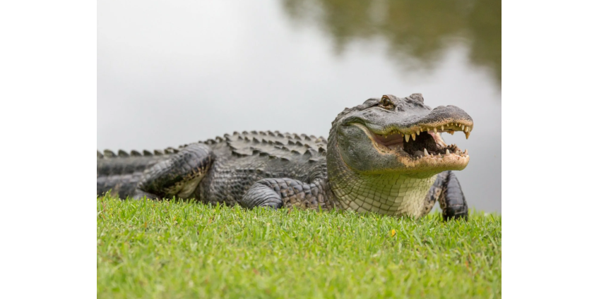 Застенчивого аллигатора длиной три метра отказались убирать из частного пруда