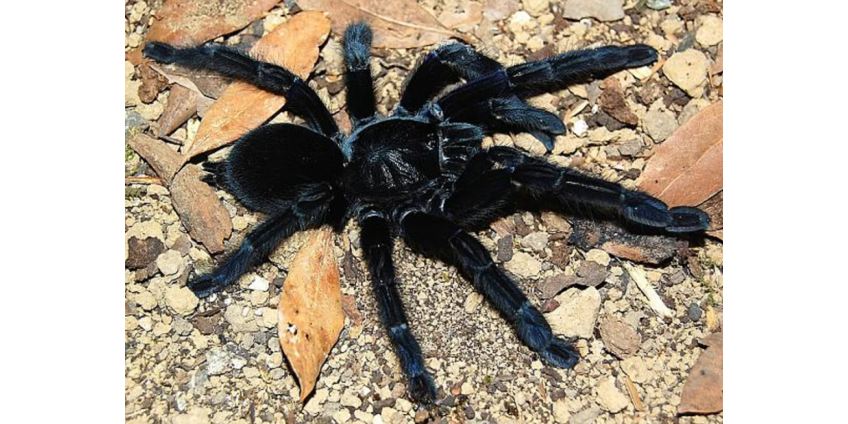 В округе Сан-Диего наступил сезон тарантулов