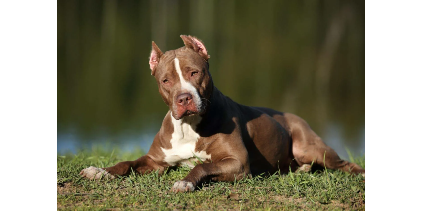 Женщина из Лас-Вегаса арестована по обвинению в жестоком обращении с животными