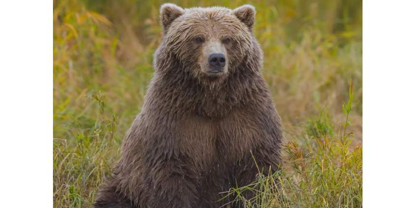 Медведь напал на женщину на заднем дворе ее дома
