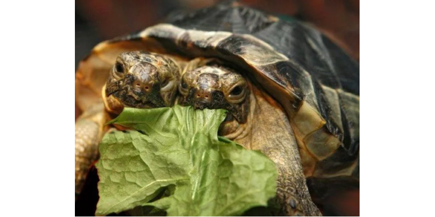 В честь 25-летия самой старой двухголовой черепахи устроили вечеринку