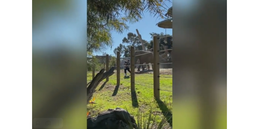 Суд вынес наказание отцу, который зашел с ребенком в загон для слонов в зоопарке Сан-Диего