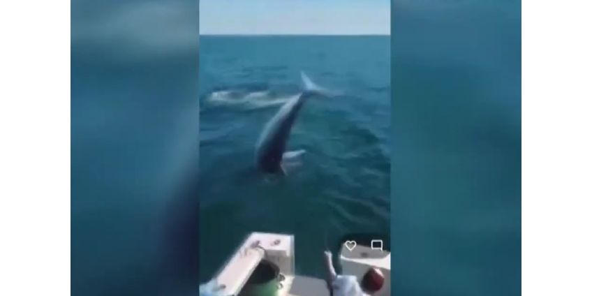 Акула запрыгнула в лодку, ударила по щеке подростка и попала на видео